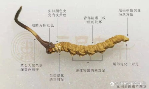 猫眼草药有什么功效-猫猫眼的功效与作用,中国猫猫眼的功效网站