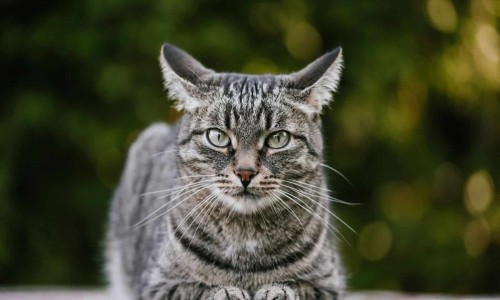 猫眼药材图片-猫眼草药有什么功效-猫猫眼的功效与作用,中国猫猫眼的功效网站
